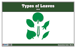 Types of Leaves Nomenclature Card (Printed)