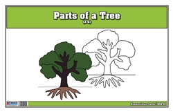 Parts of a Tree Nomenclature Cards 3-6(Printed)