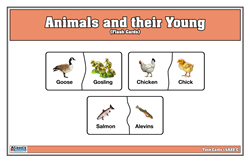 Animals and their Young Flash Cards