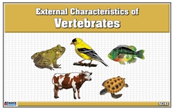 Classified Nomenclature of External Parts of Vertebrates