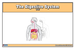 The Digestive System 3 Part Cards (3-6)