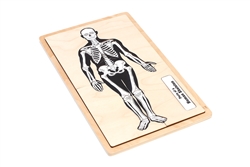Parts of a Human Skeleton Puzzle with Nomenclature Cards (6-9)