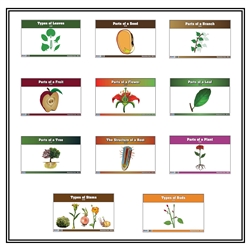 Primary Classified Botany Nomenclature Cards (Printed)