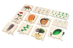 Primary Classified Botany Nomenclature Cards (Printed) - Complete Set