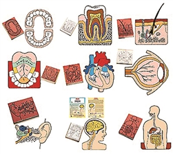 Complete Anatomy Parts Stamps Set
