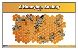 A Honeybee Society Nomenclature Cards (3-6) (Printed)