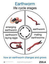 Life Cycle of an Earth Worm Cards