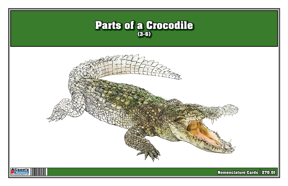 Montessori Materials: Parts of a Crocodile (Printed)