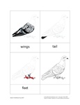 Parts of a Pigeon