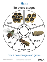 Life Cycle of a Bee