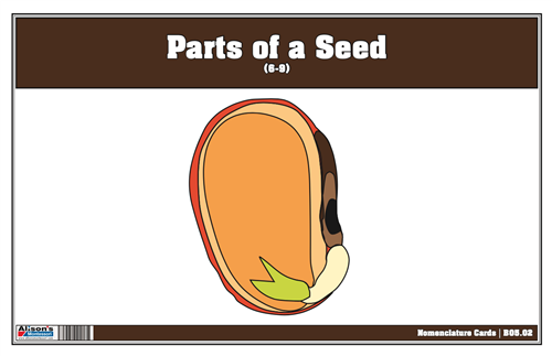 Parts of a Seed Nomenclature Cards 6-9 (Printed)