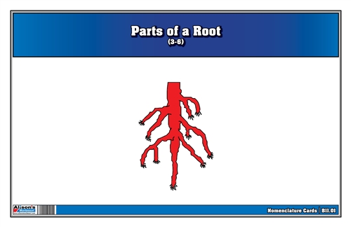 Parts of a Root Nomenclature Cards 3-6 (Printed)