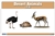 Desert Animals Nomenclature Cards