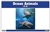 Ocean Animals Nomenclature Cards