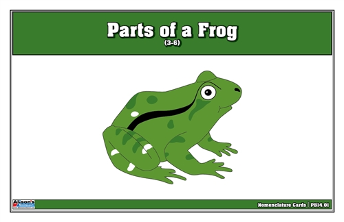Parts of a Frog (Printed)