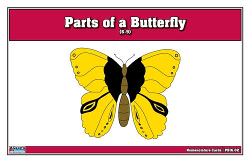 Parts of a Butterfly Puzzle Nomenclature Cards (6-9)