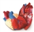 Cross section Human Heart Model