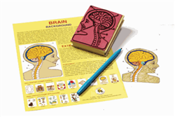 Human Anatomy Stamps, Brain