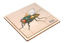 Parts of an Arthropod Puzzle with Nomenclature Cards (3-6)