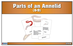 Parts of an Annelid (Printed)