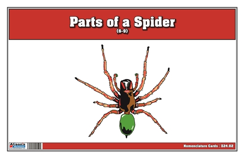 Parts of a Spider Nomenclature Cards (6-9) (Printed)