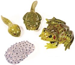 Life Cycle of a Frog Models