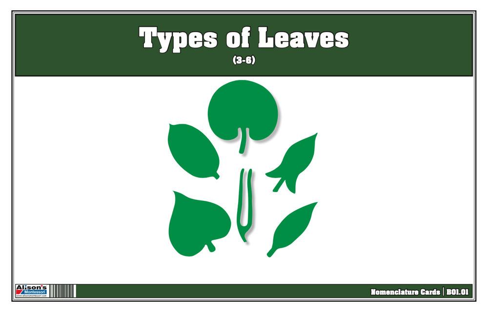  Types of Leaves Nomenclature Cards
