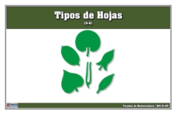 Types of Leaves Nomenclature Card (Spanish)