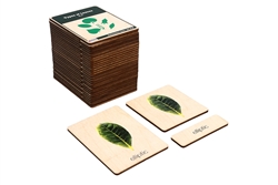 Types of Leaves (Wooden Nomenclature Cards)