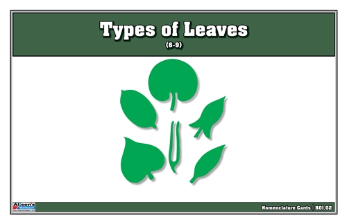 Types of Leaves Nomenclature Cards (Printed) (6-9)