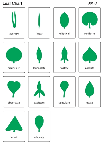 Botany Leaf Cabinet Control Chart (Laminated)