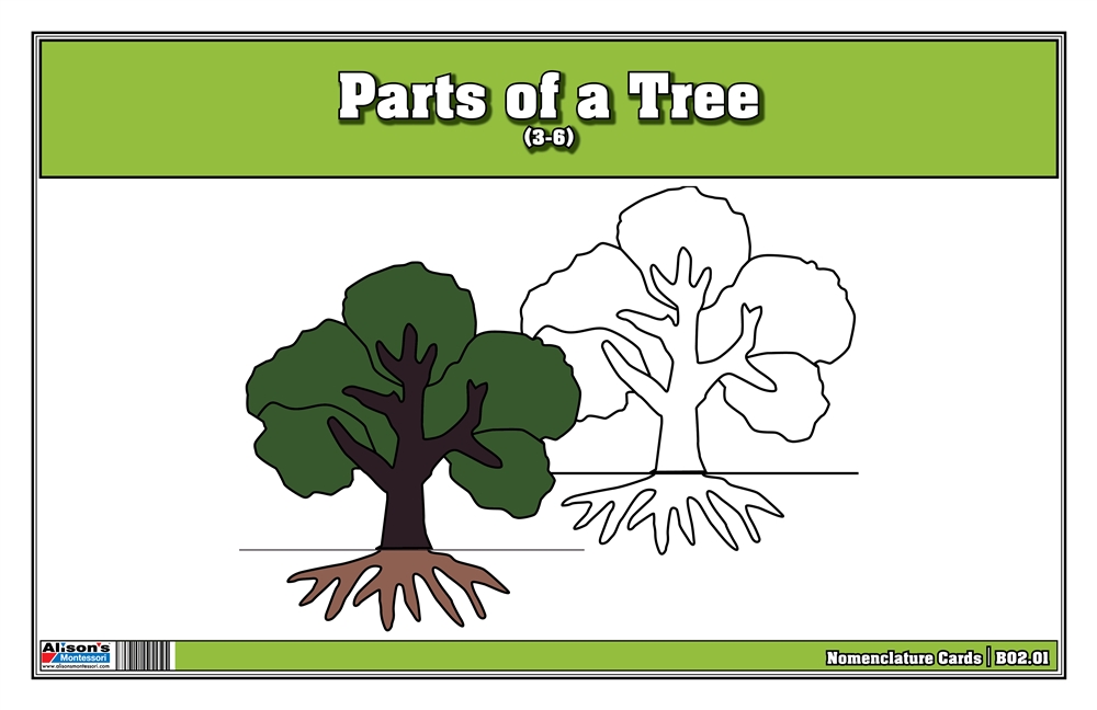 Parts of a Tree Nomenclature Cards 
