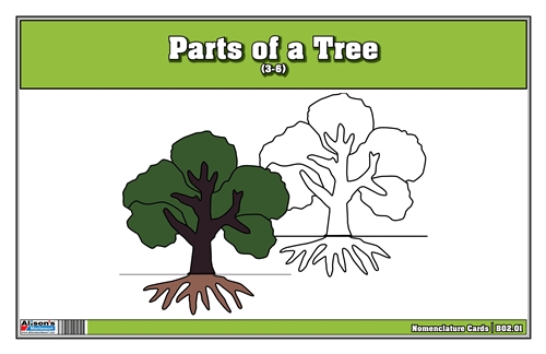 Parts of a Tree Nomenclature Cards 3-6(Printed)