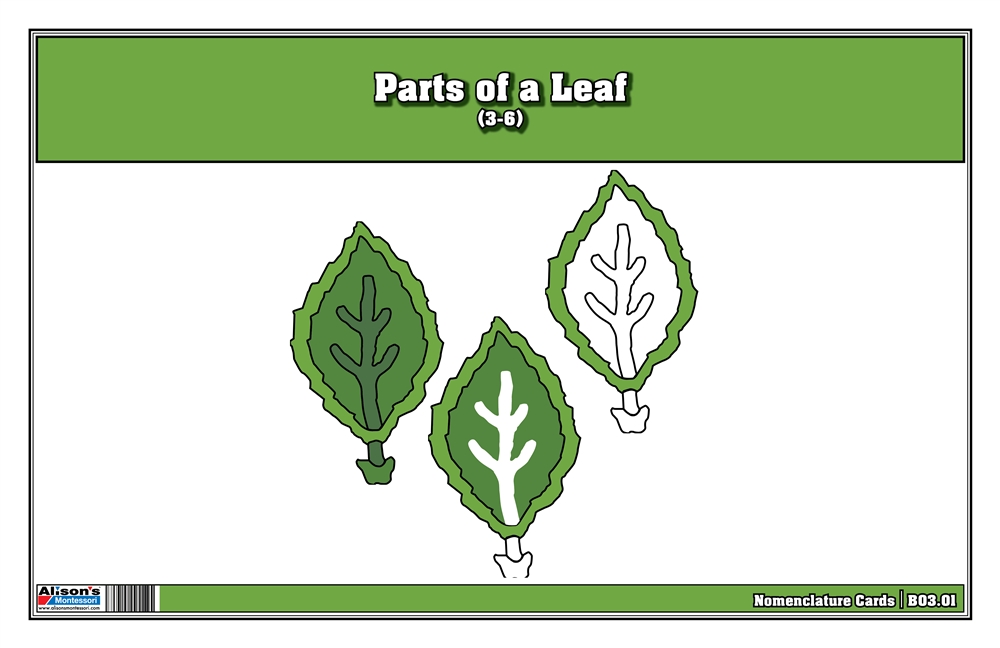 Parts of a Leaf Nomenclature Cards 