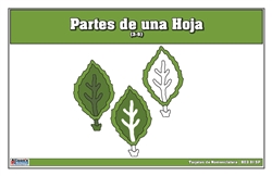 Parts of a Leaf Nomenclature Cards 3-6 (Spanish)