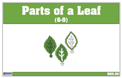 Parts of a Leaf Nomenclature Cards 6-9(Printed)