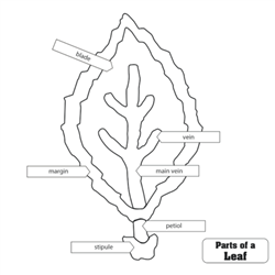 Parts of a Leaf Puzzle Control Chart