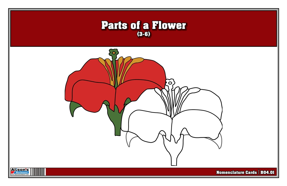 Parts of a Flower Nomenclature Cards 