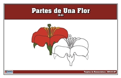 Parts of a Flower Nomenclature Cards 3-6 (Spanish)