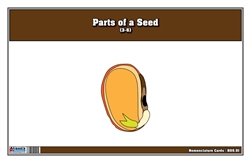 Parts of a Seed Nomenclature Cards 3-6 (Printed)