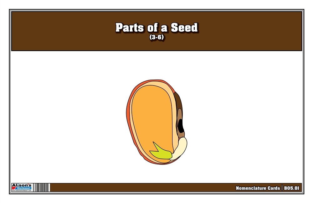 Parts of a Seed Nomenclature Cards 