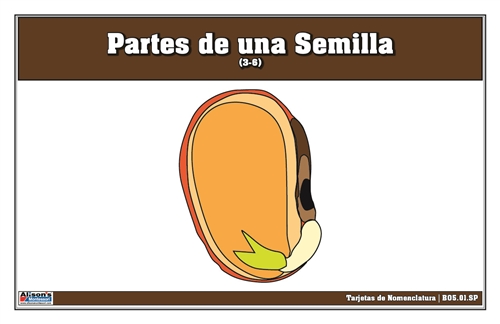 Parts of a Seed Nomenclature Cards 3-6 (Spanish)