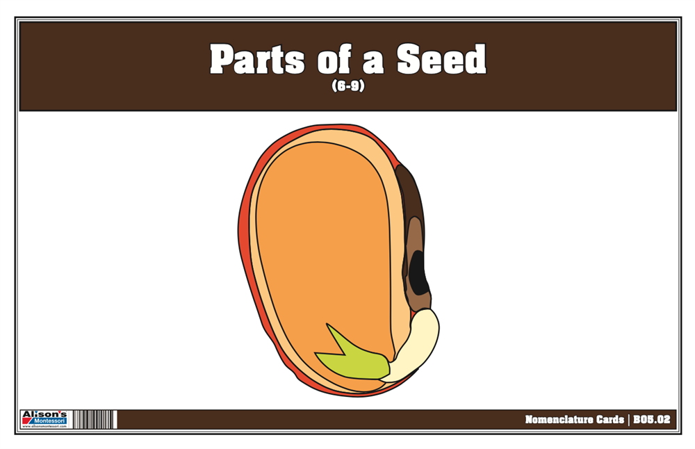  Parts of a Seed Nomenclature Cards 6-9 (Printed, Laminated & Cut)