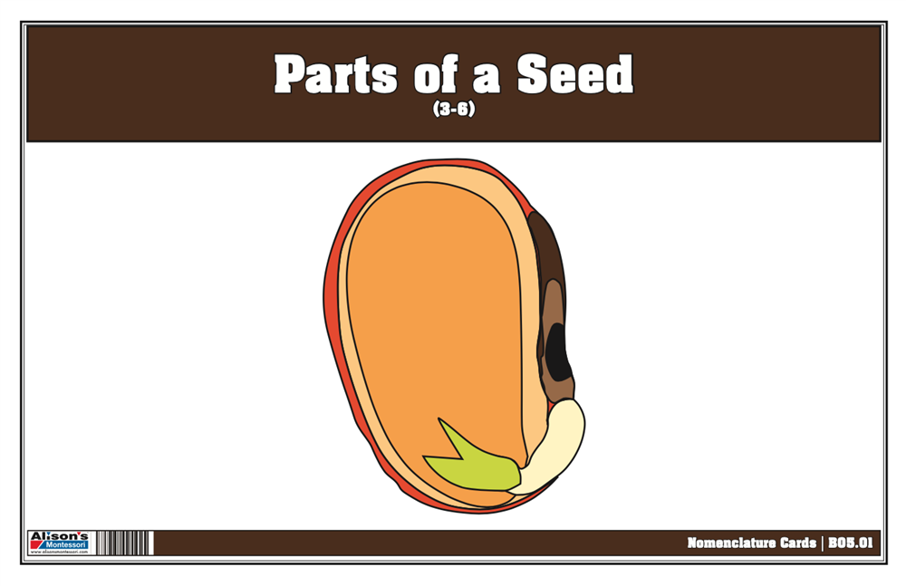 Montessori Materials: Parts of a Seed Puzzle with Nomenclature Cards 3 ...
