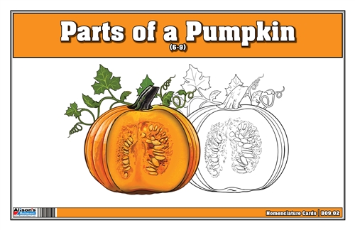 Parts of a Pumpkin (Nomenclature Cards) (6-9)