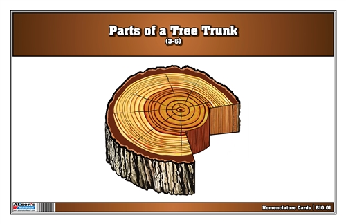 Parts of a Tree Trunk (Nomenclature Cards) (3-6)