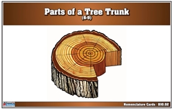 Parts of a Tree Trunk (Nomenclature Cards) (6-9)