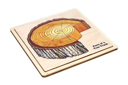 Parts of a Tree Trunk Puzzle with Nomenclature Cards 3-6