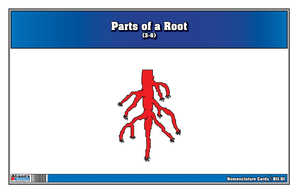  Parts of a Root Nomenclature Cards