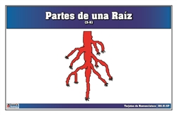 Tarjetas de Nomenclatura Partes de una Raíz 3-6 (Spanish)